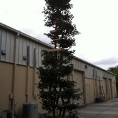 15 tree with foliage full view